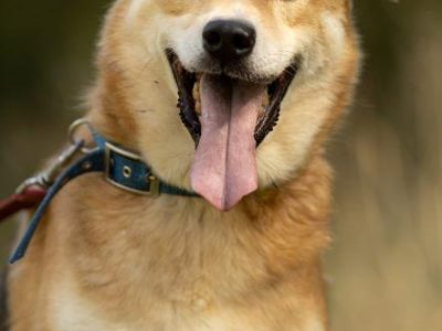 TAYLOR - kochany psiak za kratami schroniska, ADOPTUJ