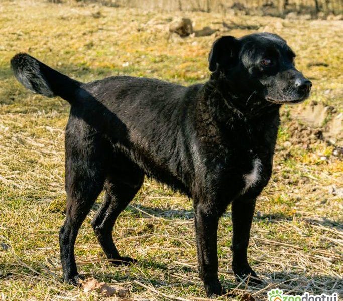 GRZEŚ - czarny, zwykły, prosi o dom