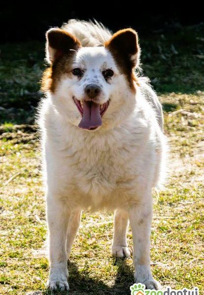 MIESZKO - niewielki, delikatny psiak szuka domu