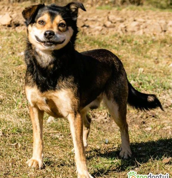 LESZKO - delikatny, niewielki psiak szuka domu