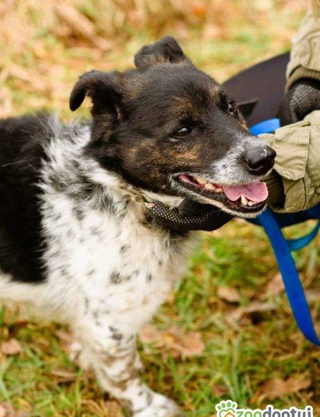 FELUŚ - nieduży, zapomniany psiak szuka domu