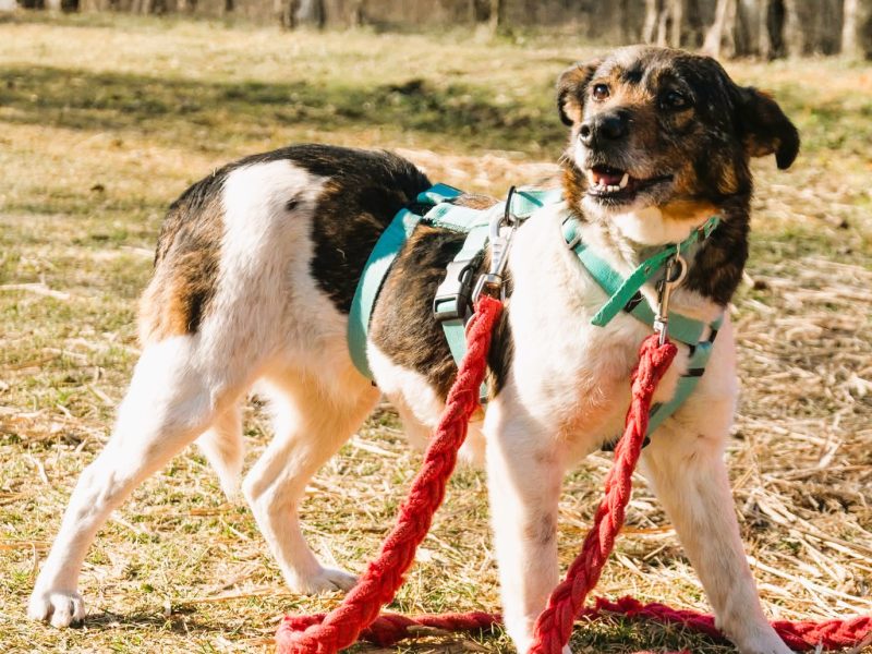 LOLA - sunia, która kocha wszystkich szuka PILNIE domu