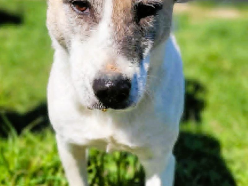 SISI - psia seniorka nie radzi sobie w schronisku, ADOPTUJ!