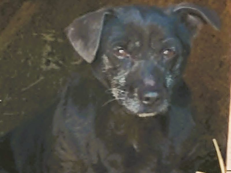 PIXELEK - mały psiaczek za kratami schroniska, ADOPTUJ!