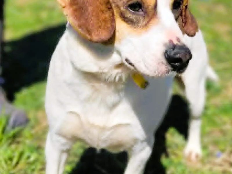 DŻEKI - zapomniany psiak szuka najlepszego domu