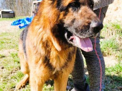 PEDRO - majestatyczny owczarek niemiecki szuka domu