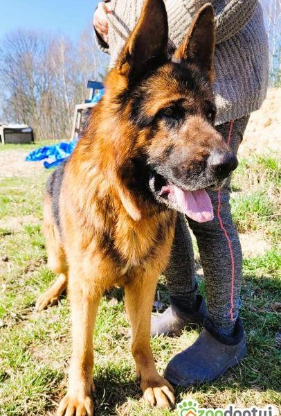 PEDRO - majestatyczny owczarek niemiecki szuka domu