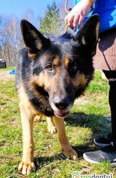 HUGO - oddany psiak w typie owczarka szuka domu