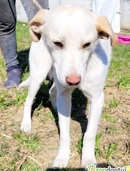 LEOŚ - delikatne, psie dziecko w schronisku, ADOPTUJ