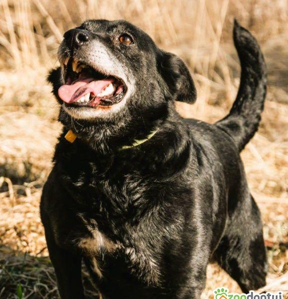 MURZYNEK - starszy psiak porzucony jak zbędna rzecz, ADOPTUJ