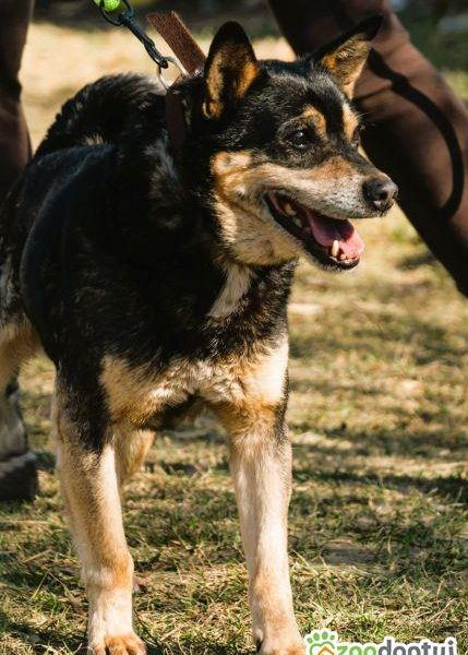 EDZIO - zwykły kundelek, bez szans na dom? POMÓŻ!