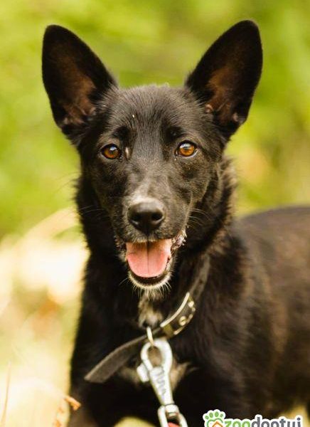 KIARA - nieduża, wrażliwa, kochana sunia, ADOPTUJ