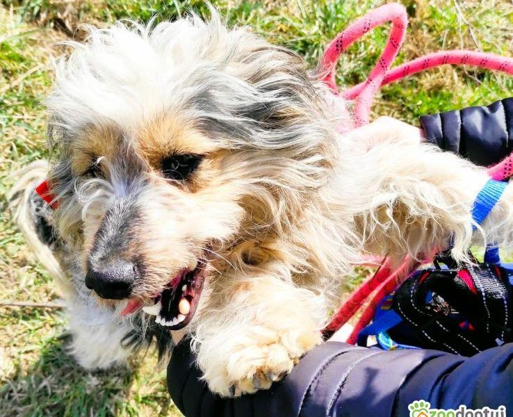 PAPAJ - piękny, mały kudłacz szuka domu