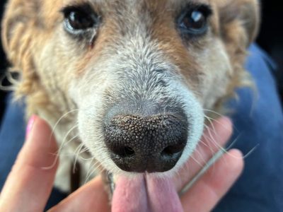 Brylant - niewielki, domowy psiak szuka domu!