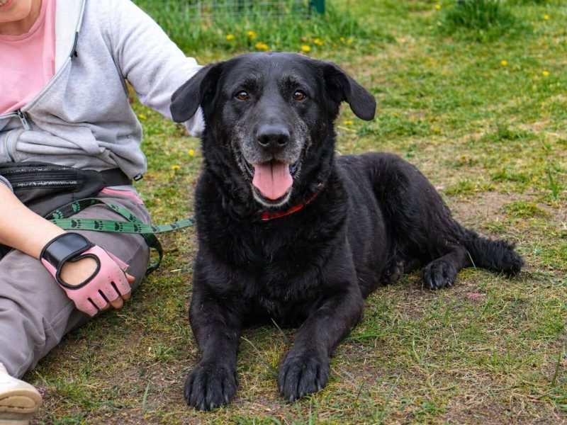 Towarzyski radosny psi senior Bruno