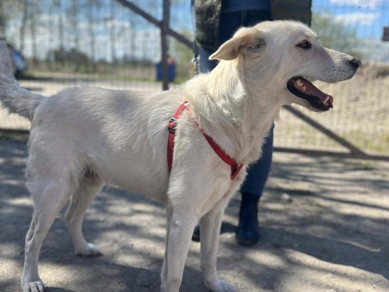 Rodzinny, inteligentny psiak szuka domu!