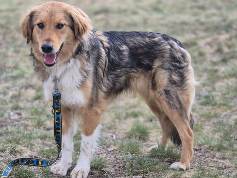 Sofi - pełna życia, wesoła, młodziutka sunia!