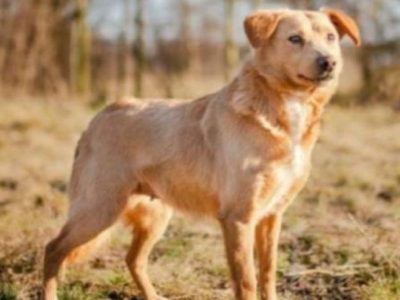 KIARA - delikatna, wrażliwa sunia, już tak długo czeka!