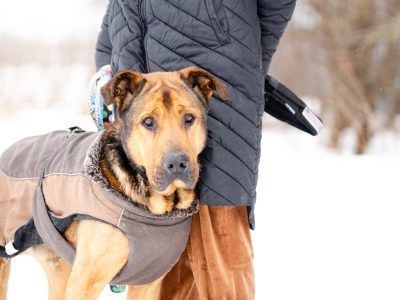 Leon - wielki pies z gołębim sercem szuka domu!