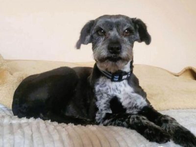 MISIA - cudowna sunia szuka super domu