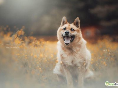 TOSIA - piękna, delikatna sunia szuka domu