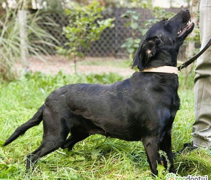 JOY - cudowna, wesoła sunia szuka domu