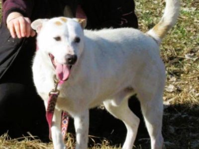 BIAŁASEK - kochany przytulaśny psiak szuka domu