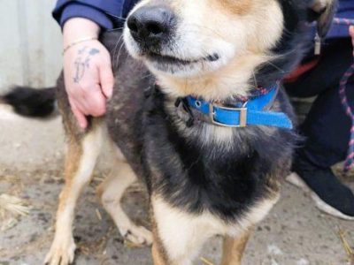 LESZKO - delikatny, niewielki psiak szuka domu