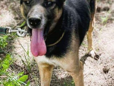 ATOS - zapomniany przez wszystkich? szuka PILNIE domu