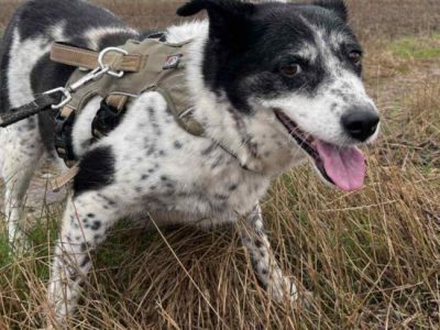 BONA - bita i poniewierana sunia prosi o dom