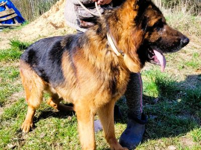 PEDRO - majestatyczny owczarek niemiecki szuka domu