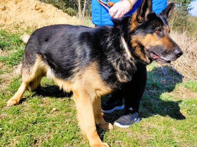 HUGO - oddany psiak w typie owczarka szuka domu