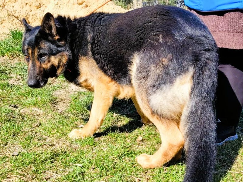 HUGO - oddany psiak w typie owczarka szuka domu