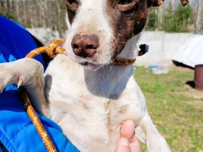 ALANEK - zagubiony, delikatny psiak szuka domu