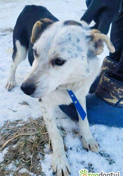 BALU - kochany psiak traci nadzieję w schronisku