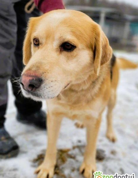 BENIO - cudowny psiak, którego nikt nie chce... ADOPTUJ