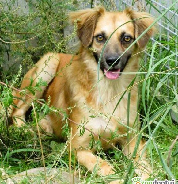 BUENO - młody, delikatny psiak pilnie szuka domu