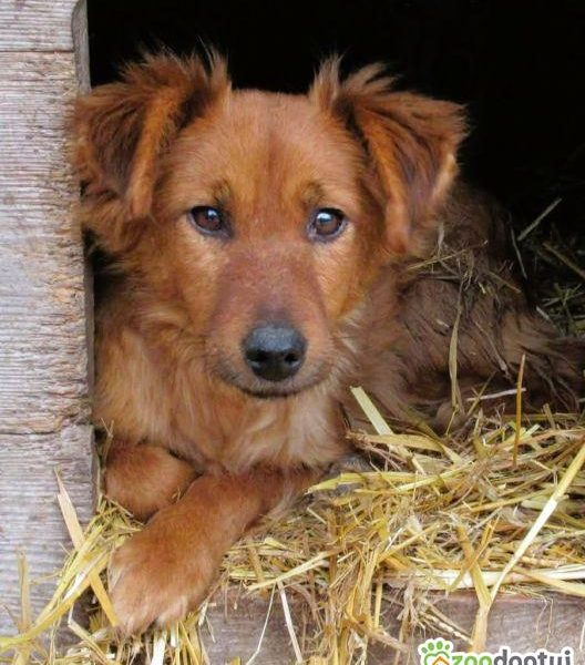 RENIA - cudowna, delikatna sunia szuka domu