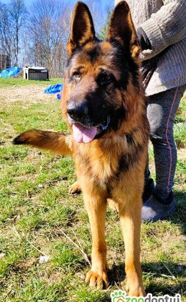 PEDRO - majestatyczny owczarek niemiecki szuka domu