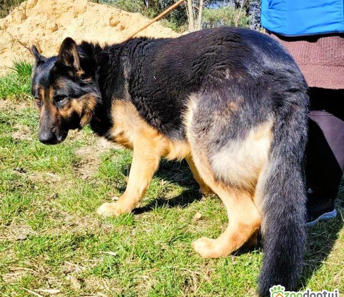 HUGO - oddany psiak w typie owczarka szuka domu