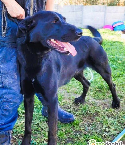 DEMON - młody psiak w typie labradora szuka domu