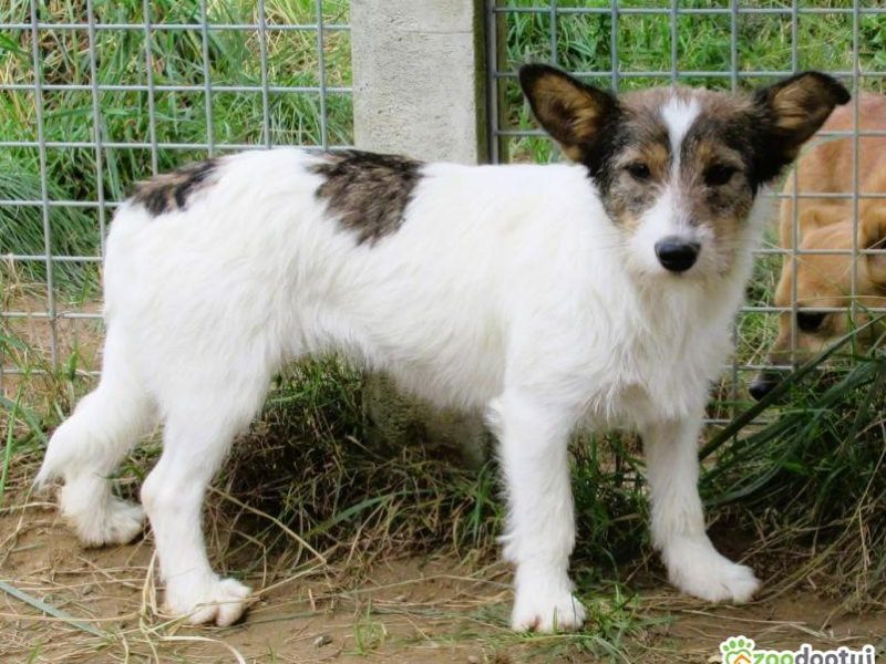 DUSZKA - mała, cudowna sunia szuka domu