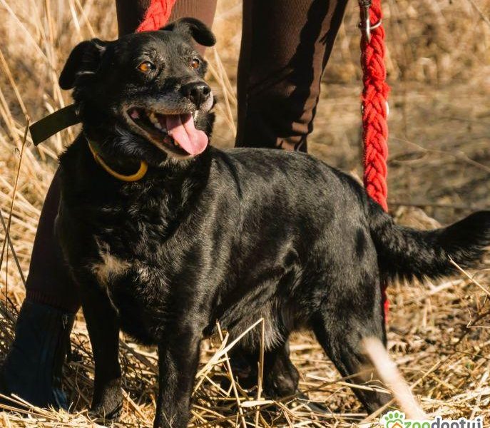 MURZYNEK - starszy psiak porzucony jak zbędna rzecz, ADOPTUJ