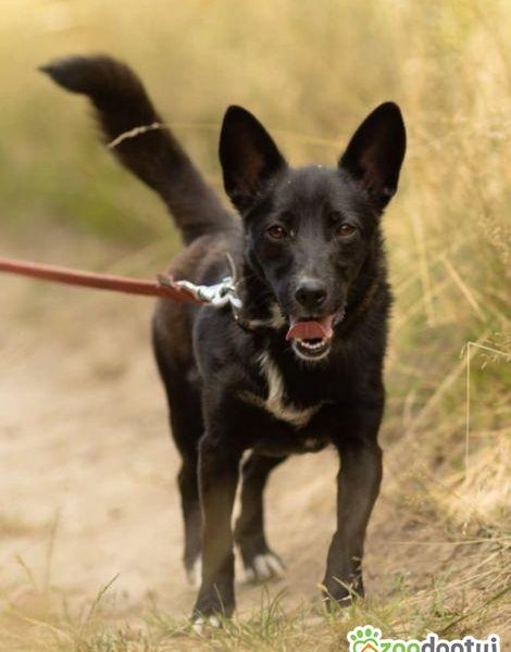 KIARA - nieduża, wrażliwa, kochana sunia, ADOPTUJ