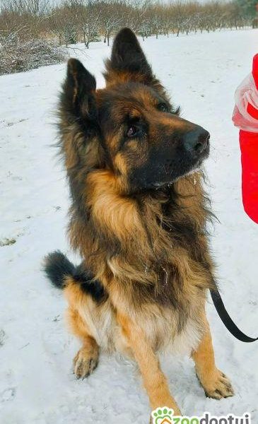 RAMBO - piękny owczarek niemiecki szuka domu