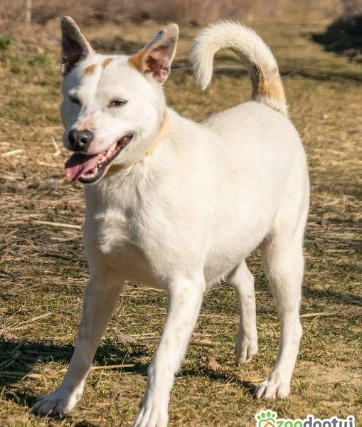 BIAŁASEK - kochany przytulaśny psiak szuka domu