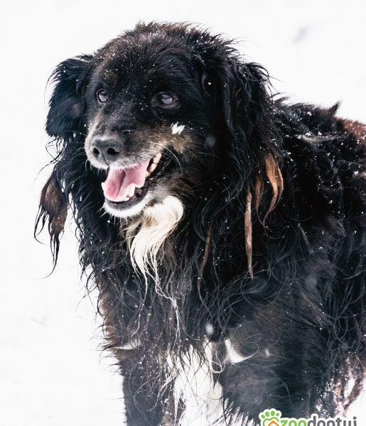 DREDZIK - czarny, zwykły, pospolity? Super psiak szuka domu