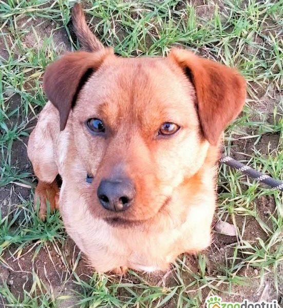 NIUNIUŚ - cudowny, łagodny psiak szuka PILNIE domu