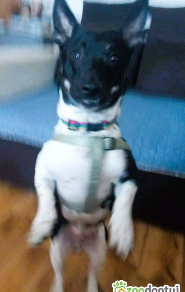 LAKUŚ - z kanapy ma trafić do schroniska? URATUJ GO!