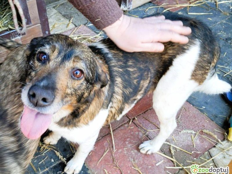 LOLA - cudowna, wesoła sunia szuka domu